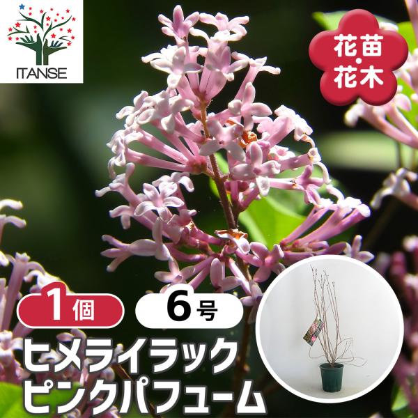 ライラック ピンクパフューム 花木苗 6号/1個売り 花木 園芸品種 観賞用 紫花 ガーデニング