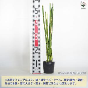 トクサ オオトクサ(ジャンボトクサ) 花木苗 ...の詳細画像1