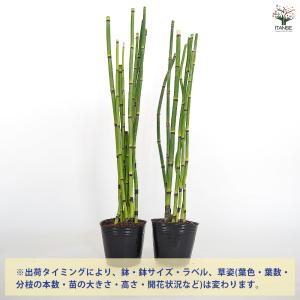 トクサ オオトクサ(ジャンボトクサ) 花木苗 ...の詳細画像2