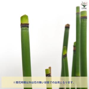 トクサ オオトクサ(ジャンボトクサ) 花木苗 ...の詳細画像3