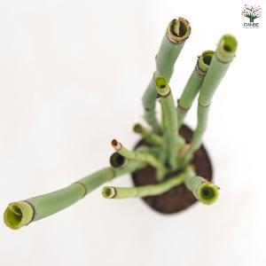 トクサ オオトクサ(ジャンボトクサ) 花木苗 ...の詳細画像4