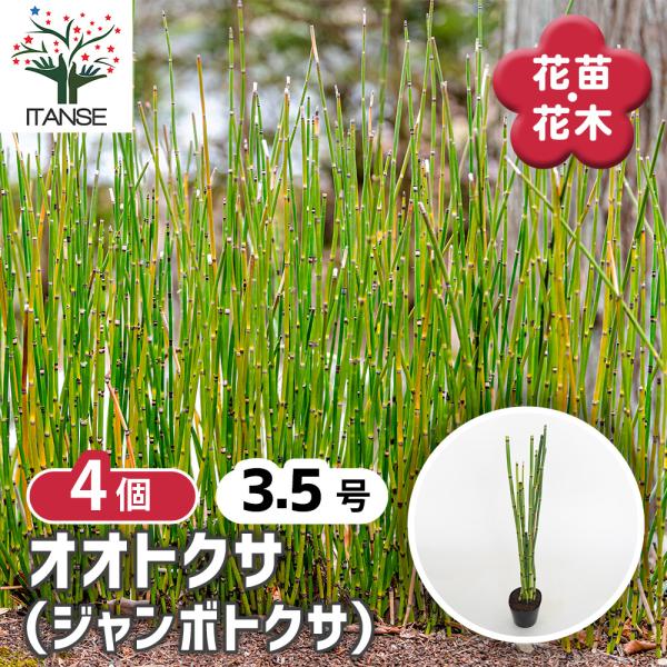 トクサ オオトクサ(ジャンボトクサ) 花木苗 3.5号/お買い得4個セット 砥草 和モダン インテリ...