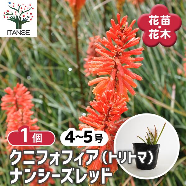 クニフォフィア(トリトマ) ナンシーズレッド 花苗 4号/1個売り トーチリリー Torch Lil...
