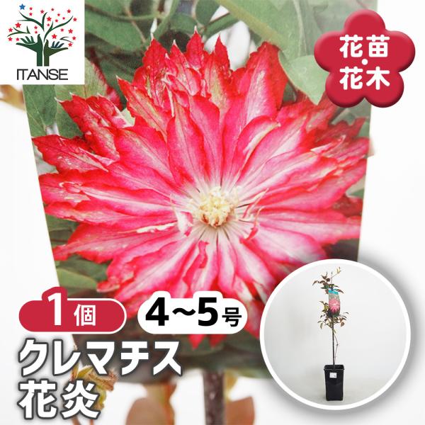 クレマチス 花炎 花苗 4号/1個売り 花の苗 花木の苗 花木 風車 カザグルマ 鉄線 テッセン