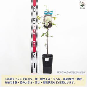 クレマチス 美登利(みどり) 花苗 4号/1個...の詳細画像1