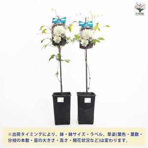 クレマチス 美登利(みどり) 花苗 4号/1個...の詳細画像2
