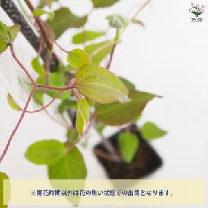 クレマチス 美登利(みどり) 花苗 4号/1個...の詳細画像3