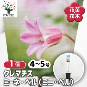 駿河のクレマチス オレンジ・ギャル (ビチセラ系) 2年生苗 4号ロング
