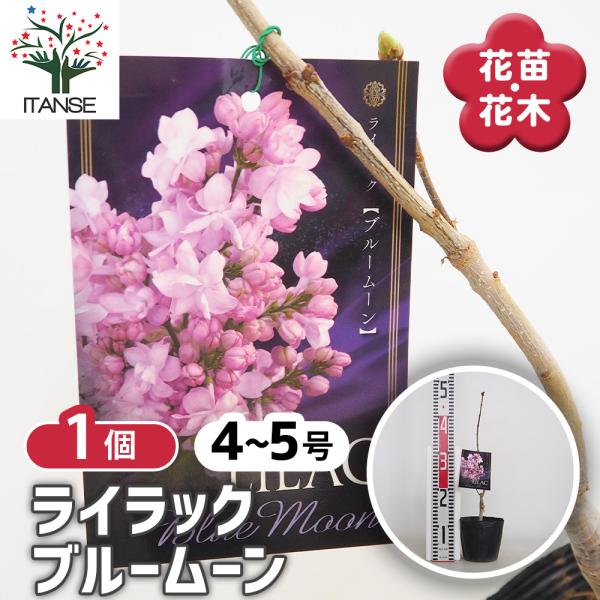 ライラック ブルームーン 花木苗 4号/1個売り 花木 園芸品種 観賞用 紫花 ガーデニング