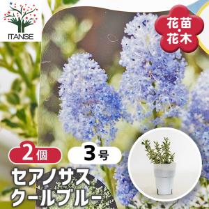 セアノサス シルシフロルス クールブルー 花木苗 3号/お買い得2個セット セオノサス カリフォルニアライラック ケアノーツス 常緑性 低木