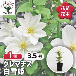 クレマチス 白雪姫 花苗 3.5号/1個売り 花の苗 花木の苗 花木 風車 カザグルマ 鉄線 テッセン