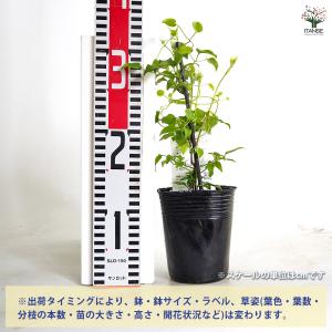 クレマチス 白雪姫 花苗 3.5号/1個売り ...の詳細画像1