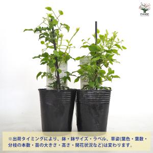クレマチス 白雪姫 花苗 3.5号/1個売り ...の詳細画像2