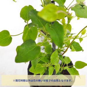 クレマチス 白雪姫 花苗 3.5号/1個売り ...の詳細画像3