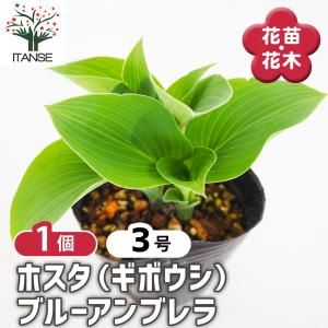 芍薬 オリエンタルゴールド 大株 6号スリット鉢植え : 苗木部 花ひろば