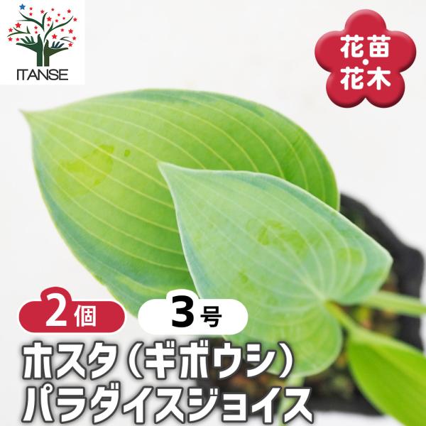 ホスタ(ギボウシ) パラダイスジョイス 花木苗 3号/お買い得2個セット 花苗 宿根草 庭園 草花 ...