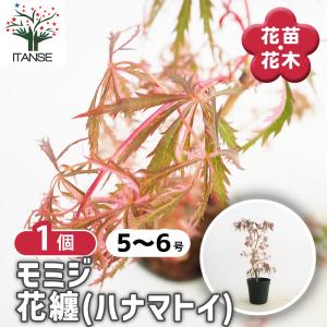 送料無料 庭木・植木：花まといモミジ* （紅枝垂れもみじ）紅しだれ は
