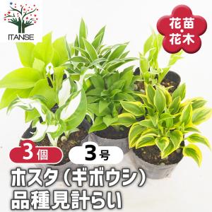 ホスタ(ギボウシ) 品種見計らい 花苗 3号/お...の商品画像