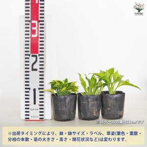 ホスタ(ギボウシ) 品種見計らい 花苗 3号/...の詳細画像1