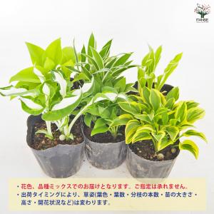 ホスタ(ギボウシ) 品種見計らい 花苗 3号/...の詳細画像2