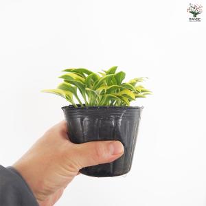 ホスタ(ギボウシ) 品種見計らい 花苗 3号/...の詳細画像3