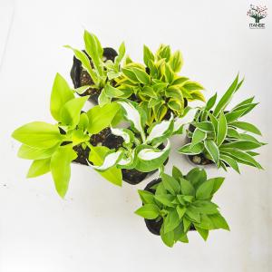 ホスタ(ギボウシ) 品種見計らい 花苗 3号/...の詳細画像4