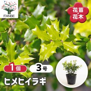 武徳産ホテイアツモリソウ 花1芽株 : 岩崎園芸ネットストア Yahoo店