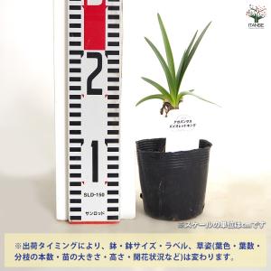 アガパンサス バイオレットキング 花苗 3.5...の詳細画像1