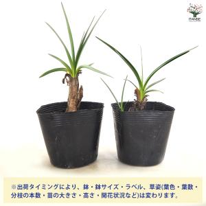 アガパンサス バイオレットキング 花苗 3.5...の詳細画像2