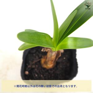 アガパンサス バイオレットキング 花苗 3.5...の詳細画像3
