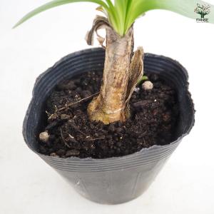 アガパンサス バイオレットキング 花苗 3.5...の詳細画像4