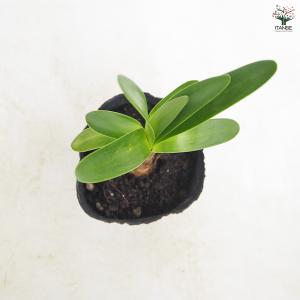 アガパンサス バイオレットキング 花苗 3.5...の詳細画像5