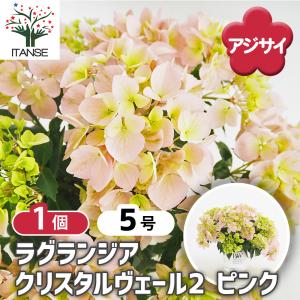 日本花キ流通 予約販売 カンガルーポー ダイヤモンド アニゴザントス 5