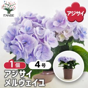 限定1♡ブライスサイズ♡紫陽花 アジサイ サーファー シーサイド ピンク 5号鉢 ハイドランジア 紫陽花