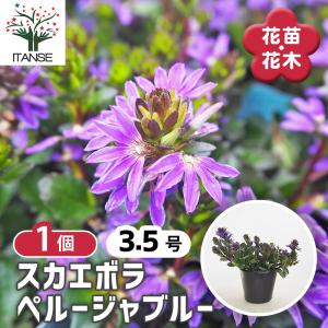 スカエボラ ペルージャブルー 花苗 3.5号/1個売り お花の苗 花 花木 庭木 庭 庭園 室内 鉢植え 育てやすい 寄せ植え 生育旺盛 ガーデニング