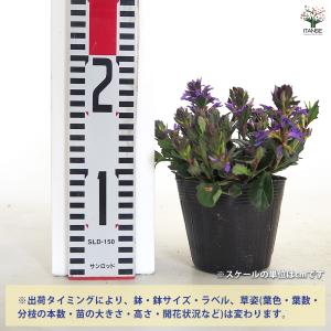 スカエボラ ペルージャブルー 花苗 3.5号/...の詳細画像1