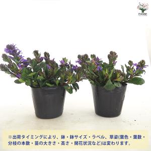 スカエボラ ペルージャブルー 花苗 3.5号/...の詳細画像2