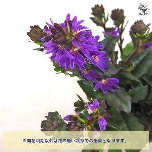 スカエボラ ペルージャブルー 花苗 3.5号/...の詳細画像3