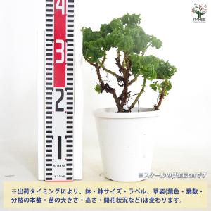 ゼラニウム ボントローサイ 花苗 5号/1個売...の詳細画像1