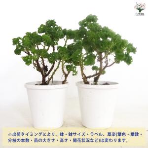 ゼラニウム ボントローサイ 花苗 5号/1個売...の詳細画像2