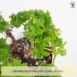 ゼラニウム ボントローサイ 花苗 5号/1個売...の詳細画像3