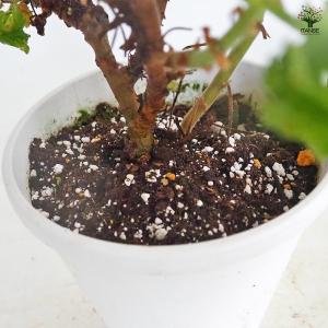ゼラニウム ボントローサイ 花苗 5号/1個売...の詳細画像5