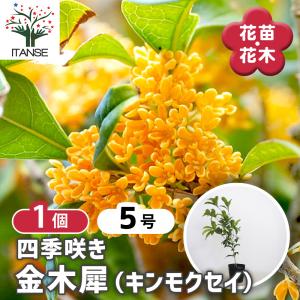 吉本花城園 四季咲きモクセイ 苗木 7号 鉢植え 白花 キンモクセイ