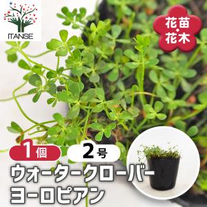 武徳産ホテイアツモリソウ 花1芽株 : 岩崎園芸ネットストア Yahoo店