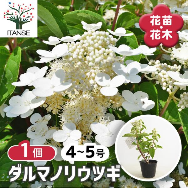 ノリウツギ ダルマノリウツギ 花木苗 4号/1個売り 庭木 シンボルツリー 記念樹 花木 苗 苗木 ...