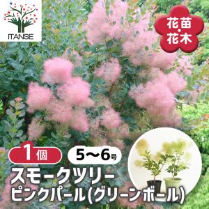 スモークツリー ピンクパール(グリーンボール) 花木苗 5号/1個売り 煙の木 ケムリノキ ケムリの木 スモークブッシュ ハグマノキ フラワー 花苗