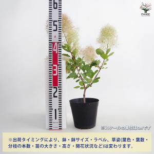 スモークツリー ピンクパール(グリーンボール)...の詳細画像1