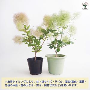 スモークツリー ピンクパール(グリーンボール)...の詳細画像2