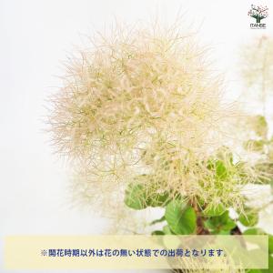スモークツリー ピンクパール(グリーンボール)...の詳細画像3