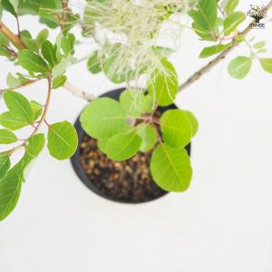 スモークツリー ピンクパール(グリーンボール)...の詳細画像4